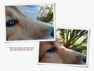 The End Of September, During A Game Of Fetch, Zack - White-tailed Deer