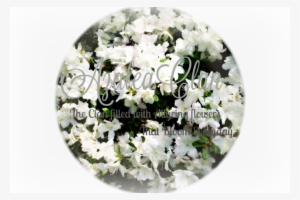 Rhododendron Delaware Valley White 5801 - White Rhododendron