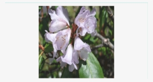 Rhododendron Campanulatum
