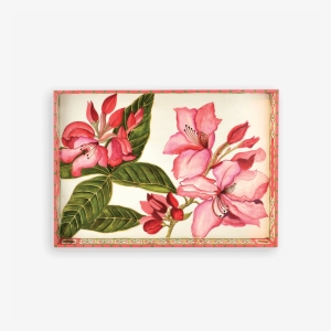 Lac-50 Rhododendron - Rhododendron