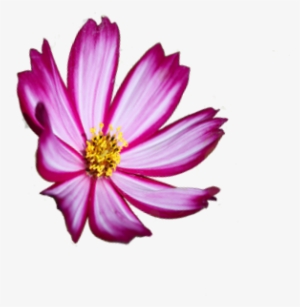 American Horticultural Society - Coast Rhododendron Transparent