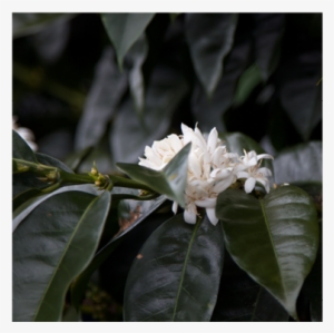 Kenya Nyeri Rumukia - Nyeri