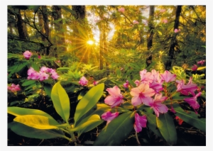 Magic Forests - Rhododendron - Heye - Magic Forests, Rhododendron Puzzle 2000pc