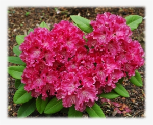 'besse Howells' Has Ruffled Red Flowers And Dense, - Mountain Laurel