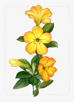 If You Want To Buy My Art - Rhododendron Sect. Vireya