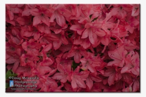 C Rhododendrons, Trees And Pathways Playfair Park, - Poinsettia