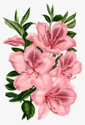 Medium Image - Drawing Of Pink Flowers