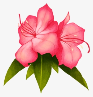 Thank You - Desert Rose