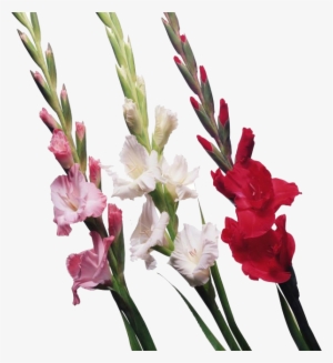 Gladiolus Png File - Gladiolas Imagenes