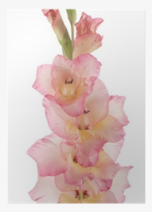 Gladiolus
