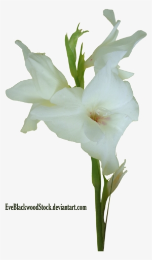 Gladioli 4 By Eveblackwoodstock - Crenate Orchid Cactus