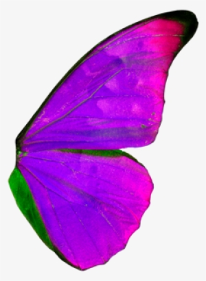 Right Wing Of A Butterfly