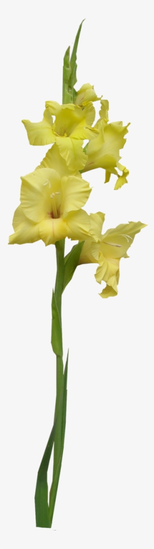 Yellow Gladiolus - Iris