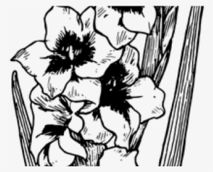 Gladiolus Clipart Vector - Drawing Of Gladiolus Flowers