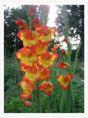 Gladiolus Flower