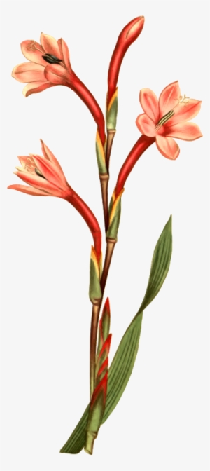 Medium Image - Botanical Illustration