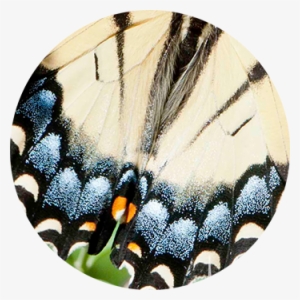 Butterfly Wing Blue & White - Butterfly