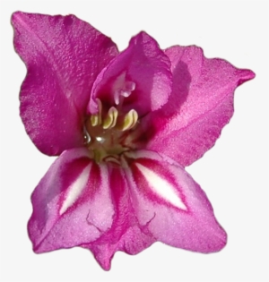 The Journey Starts Here - Gladiolus Flower