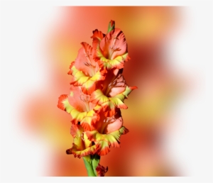 Color Palette Ideas From Flower Flowering Plant Cut - Red