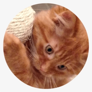 Close-up Of Orange Kitten Face - Tabby Cat