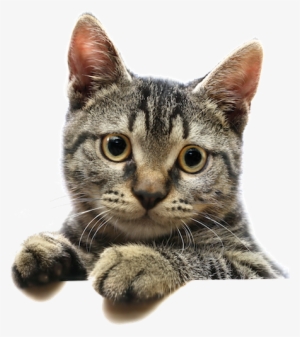 Cat Face Png Transparent For Kids - Cat Donation