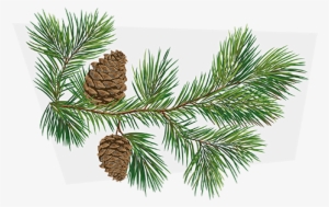 A-pinene - Illustration Pomme De Pin