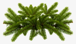Free Download Pine Needles Png Clipart Pine Fir - Pine Needles Png