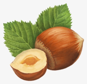Hazelnut Drawing Png