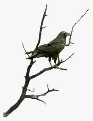 Corbeau Branche Raven Tree Nigh Halloween - Raven