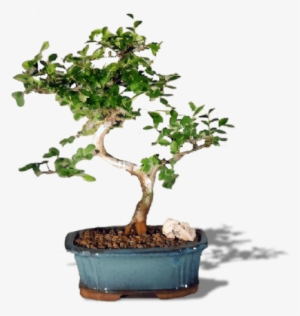 Chinese Elm Bonsai Treetrained Curve Trunk Style -