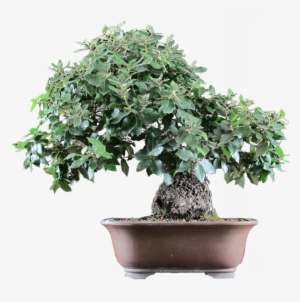 Null - Sageretia Theezans