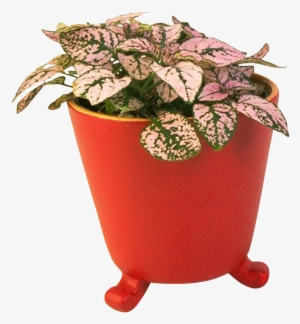 Beautiful Creative Flower Pot Bonsai Green Plant Vector
