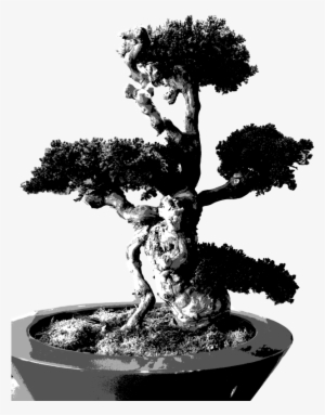Bonsai Poster - Bonsai Sageretia Theezans 5 Yrs Old Chinese Plum