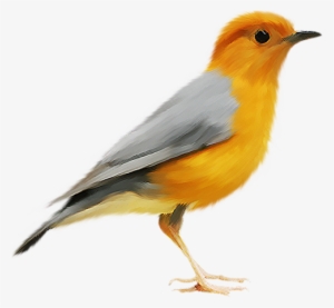 Birds Png Picture - Couch Kingbird