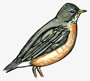 Bird Scout - Old World Flycatcher