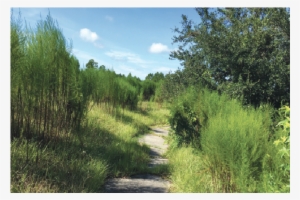 Matanzas Woods Golf Course Owners Agree To Maintain - Larch