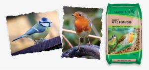 Wild Bird Products - European Robin