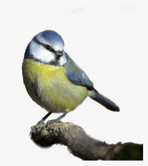 Bird Png - Blue Tit White Background