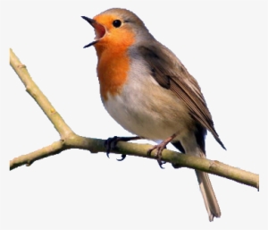 Make Your Feathered Friends A Christmas Gift - Exploring The Science Of Sounds By Abigail Flesch Connors