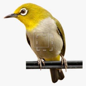 Parent Category - Bird