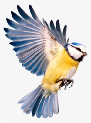 Most Birds Love These, But Robins And Blackbirds Most - Information