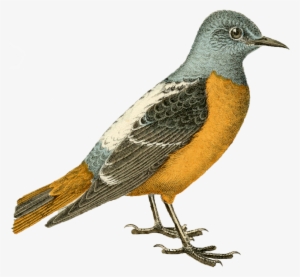Mica Design Lovely Bird Png - Vintage Bird