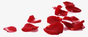 15 Rose Petals On Floor Png For Free Download On Mbtskoudsalg - Menow Rose Bb Cream