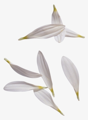 White Flower Petals - Лепестки Ромашки Png - 528x677 PNG Download - PNGkit