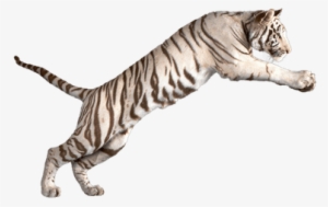 Jumping White Tiger - White Tiger Transparent Background