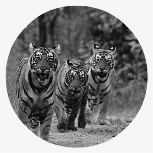 Pack Of Royal Bengal Tigers - Poster: Rajput's Royal Bengal Tigers On The Track,
