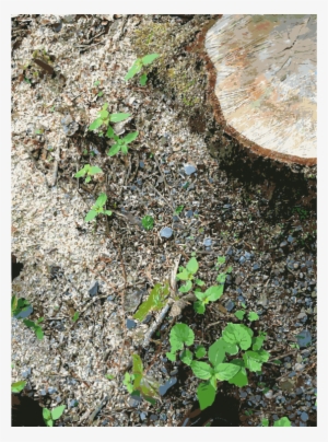 Herb Soil Lawn Groundcover - Soil