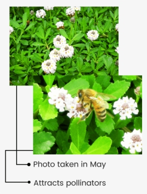 Long Flowering Season - Jasmine