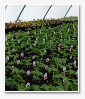 Pic2 - Website