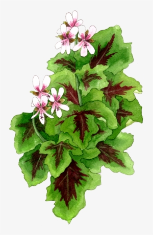 Chocolate Mint Pelargonium - Impatiens